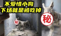 狗吠在线观看,揭秘宠物与人类情感交织的温馨故事