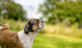 狗狗最新爆料视频下载,萌宠日常大曝光！